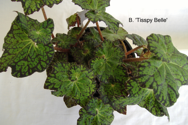 B. ‘Tisspy Belle’
